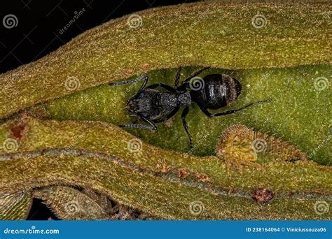 Adult Odorous Ant stock photo. Image of biology, formicidae - 238164064