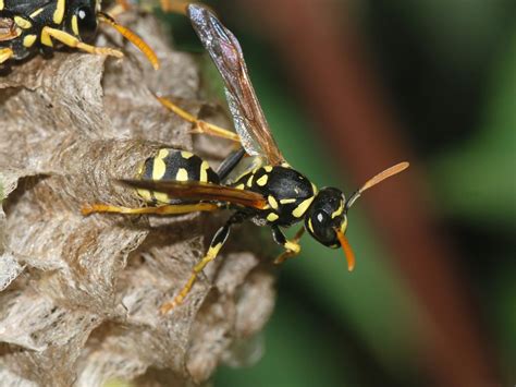 Paper Wasp Queen