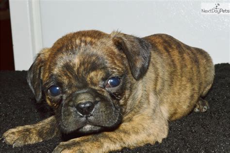 Bugg Puppies for Sale from Reputable Dog Breeders