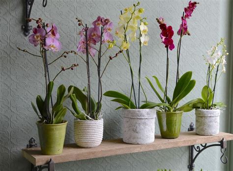 Orchid Plants | Kensington Flowers