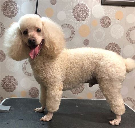 Best Poodle Haircuts Teddy Bear Poodle, Poodle Puppy, Cute Teddy Bears, Toy Poodle Haircut ...