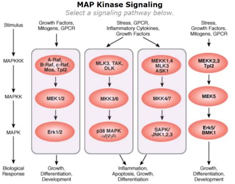 MAPK信号通路：Ras/Raf/MEK/ERK途径与肿瘤关系 - 每日生物评论