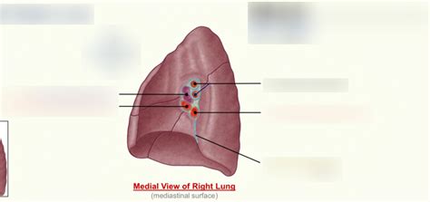 Diagram of right lung hilum | Quizlet