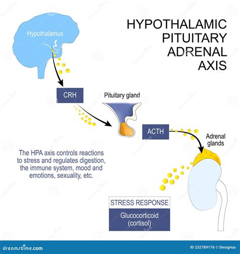 Hypothalamic Pituitary Adrenal Axis Stock Vector - Illustration of ...