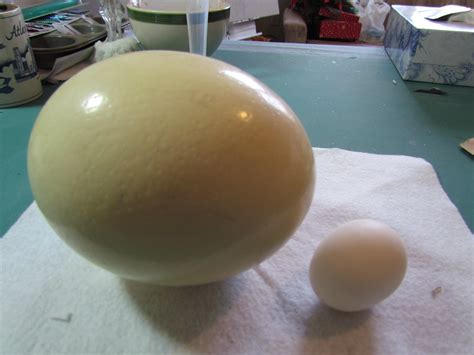 Ostrich Egg