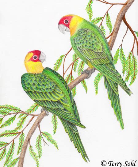 Carolina Parakeet - Conuropsis carolinensis