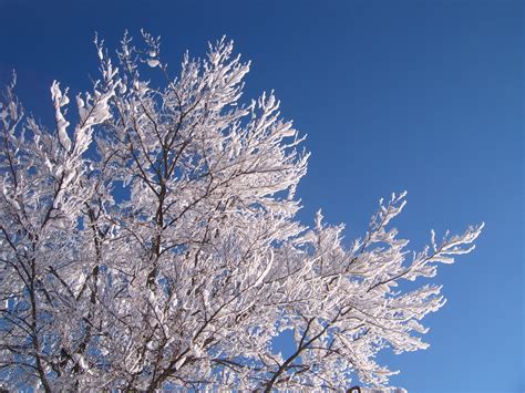 File:Winter tree2.jpg - Wikipedia, the free encyclopedia