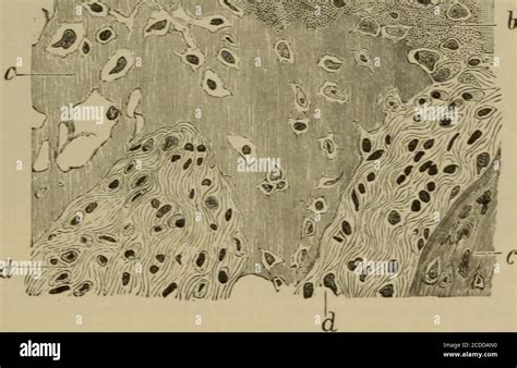 Periosteum Histology