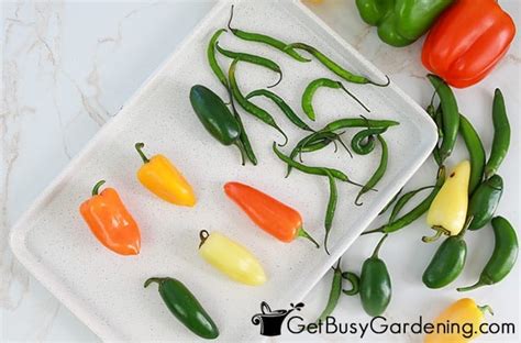 Drying Peppers At Home: The 5 Best Ways - Get Busy Gardening