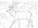 Tule Elk Deer Coloring Page  Free Printable Pages sketch template