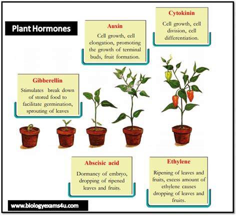 An Overview of Plant Growth Regulators - Plant Hormones (Phytohormones) : Auxins, Gibberllins ...