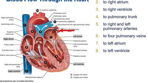 Human Heart Diagram And Functions | My XXX Hot Girl