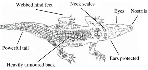 [DIAGRAM] Diagram Of Crocodile Showing Neck Scales Nostrils Eyes Wiring ...