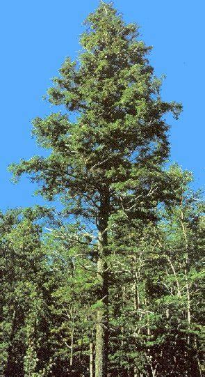 Hemlock Tree - Database Plants