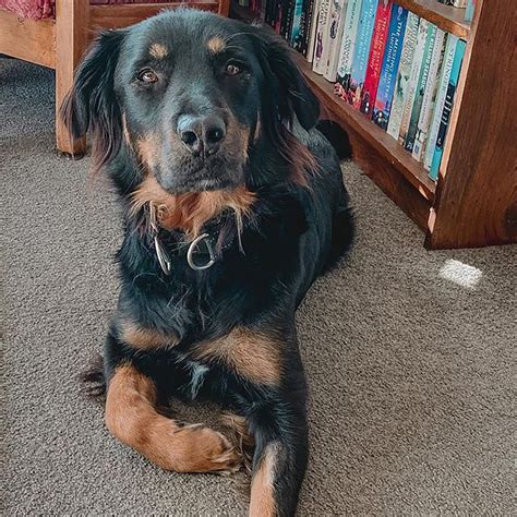 A Rottweiler Golden Retriever Mix: The Pawfect Combination