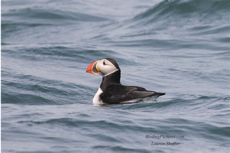 Atlantic Puffins on Machias Seal Island – Birding Pictures