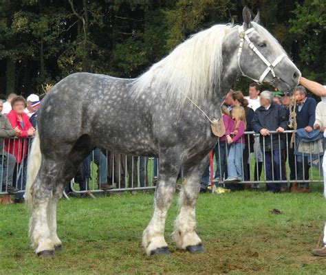 Épinglé sur Race Boulonnais - Cheval de trait de la France