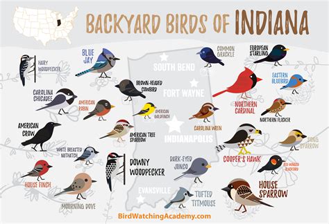 Backyard Birds of Indiana - Bird Watching Academy