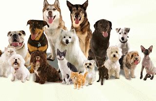 The world of dogs: GROUP OF DOGS