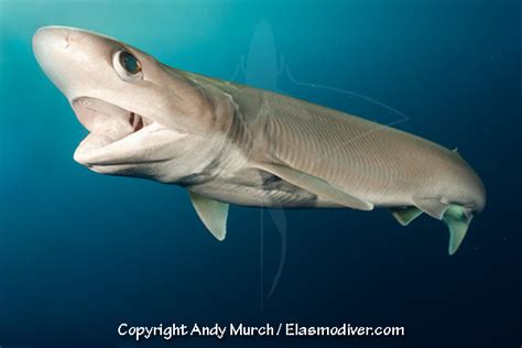 Bigeye Sixgill Shark Pictures. Images of Hexanchus nakamurai