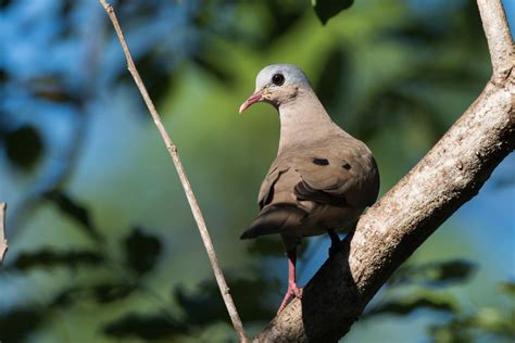 A Blue-spotted wood dove (Turtur afer) looking over its shoulder | Doves, Spotted, Blue