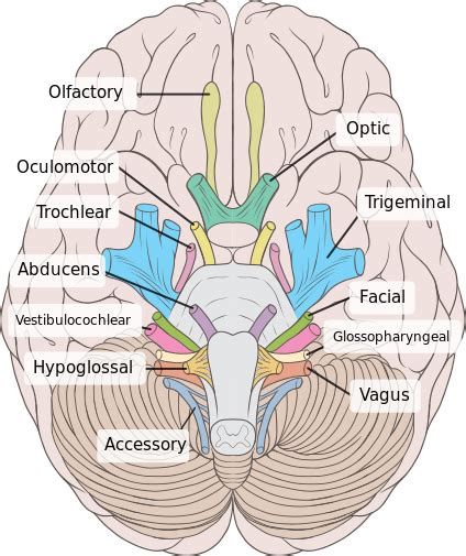 Brain And Cranial Nerve Anatomy | My XXX Hot Girl