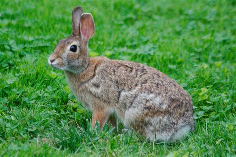 Eastern Cottontail (Sylvilagus floridanus) | Henry Hartley