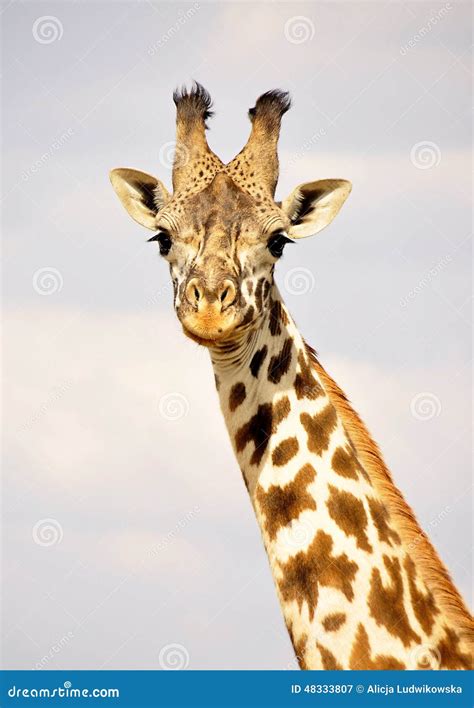 Giraffe in Kenya, Safari in Africa Stock Image - Image of kenya, africa ...