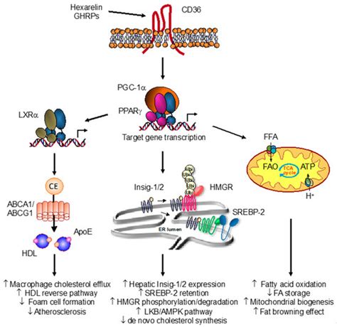 IJMS | Free Full-Text | The CD36-PPARγ Pathway in Metabolic Disorders