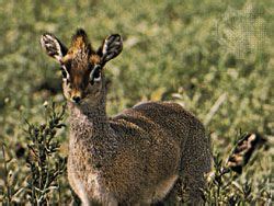 Dik-dik | Habitat, Diet & Adaptations | Britannica