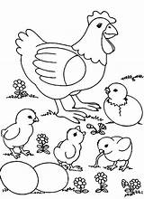 Free Printable Chicken Coloring Page sketch template