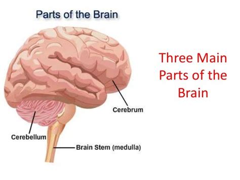 Lesson 12 main parts of the brain