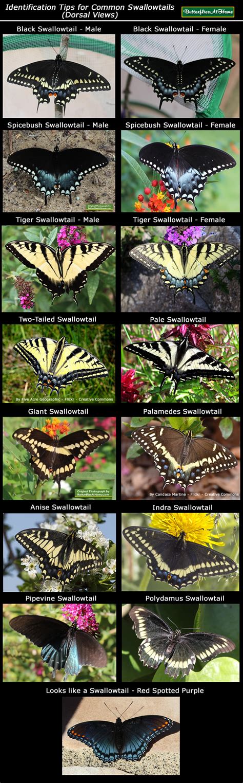 Giant Swallowtail Butterfly Range