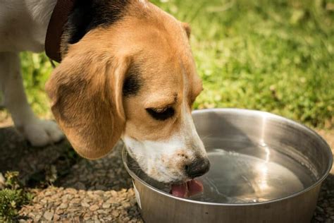 Why Is My Dog Drinking a Lot of Water and Drooling? What Should I Do ...