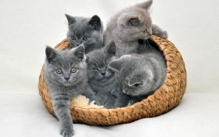 kittens in the basket - Cats & Animals Background Wallpapers on Desktop Nexus (Image 2151300)