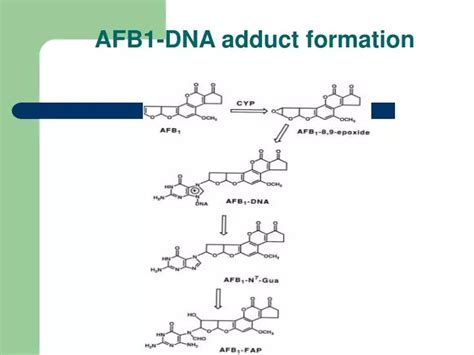 PPT - AFB1-DNA adduct formation PowerPoint Presentation, free download ...