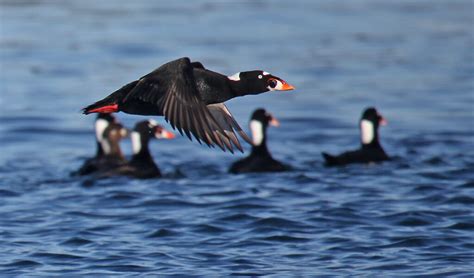 Key Sites for North American Sea Ducks Identified in New Atlas - Pacific Birds Habitat Joint Venture