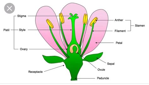 What Are The Reproductive Parts Of An Angiosperm Flower at Abigail Lynch blog