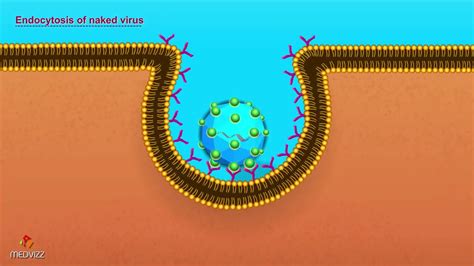 Entry of Virus into Host Cell - Microbiology Animations - YouTube