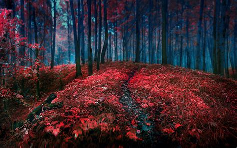 forest, Red, Grass, Leaves, Trees, Landscape, Path Wallpapers HD ...