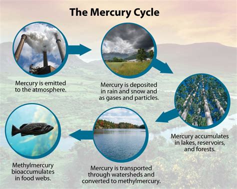 Mercury Impacts to the Environment