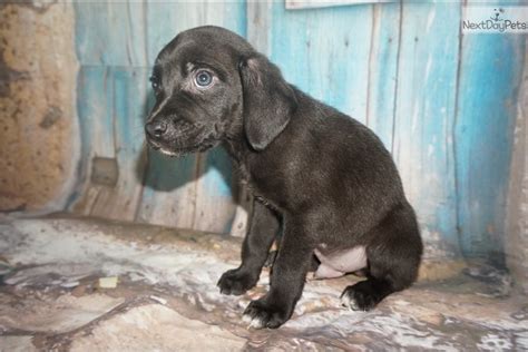 Hans Solo: Weimardoodle puppy for sale near Jacksonville, Florida. | b1de216b-1451