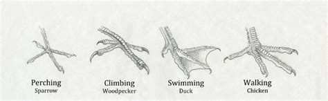 Sandy Scott Art: #430 In the studio: Bird anatomy, con't