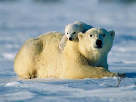 Polar Bear Image, Animal Polar Bear, #2535