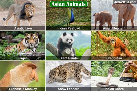 Animals Around The World – Discover Species From Every Continent