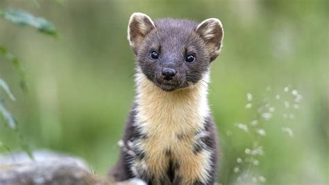 Pine marten numbers almost double in Northern Ireland - BBC Newsround