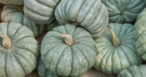 10 Types of Pumpkins to Grow