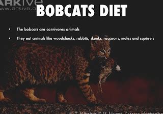 Bobcat - Bobcats Diet