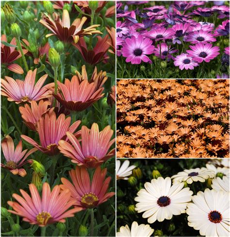 Multiple Varieties | Osteospermum | The Flower Spot