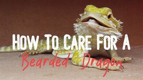 Complete Bearded Dragon Care Sheet For Beginners